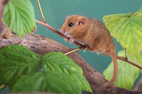 Hazel Dormouse