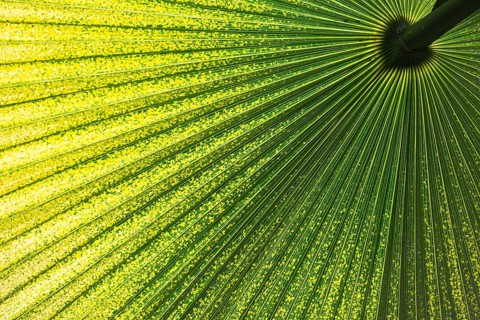 Chinese Windmill Palm (Trachycarpus fortunei)