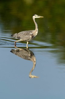 Grey Heron (Ardea cinerea)