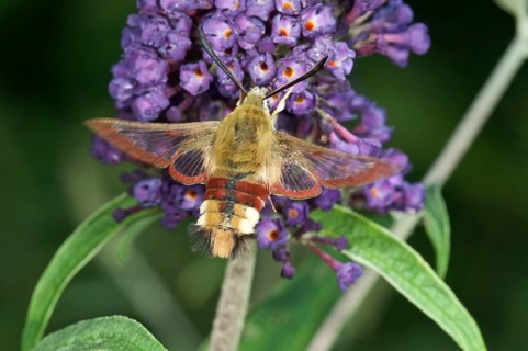 Broad-bordered Bee Hawk-moth (Hemaris Fuciformis) on Summer Lilac or Butterfly-bush (Buddleja)