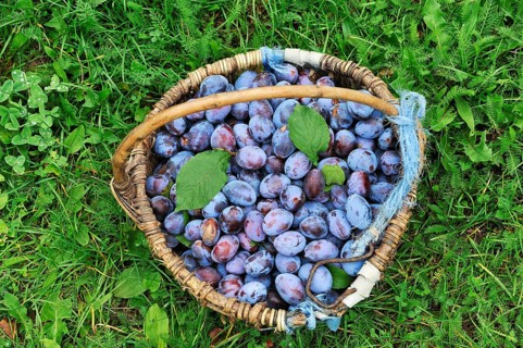 Freshly picked plums in a basket