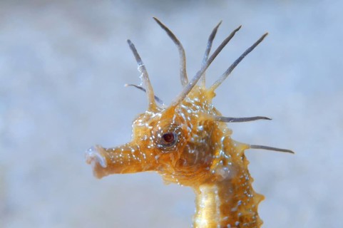 Short-snouted Seahorse (Hippocampus hippocampus)