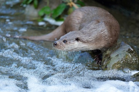 Otter (Lutra lutra)