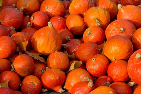 Japanese Hokkaido pumpkins (Cucurbita maxima)