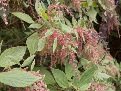 Estrelladera (Gesnouinia arborea) with flowers