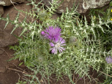 Purple Milk Thistle (Galactites tomentosa)