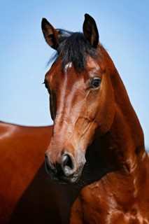 Holsteiner horse