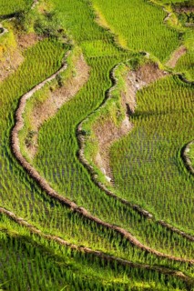Rice fields