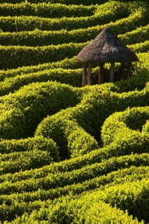 Maze of boxwood hedges