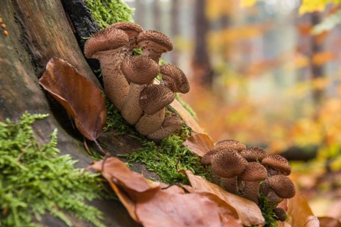 Dark Honey Mushroom (Armillaria ostoyae)