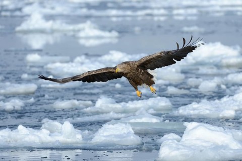 White-tailed Eagle or Sea Eagle (Haliaeetus albicilla)