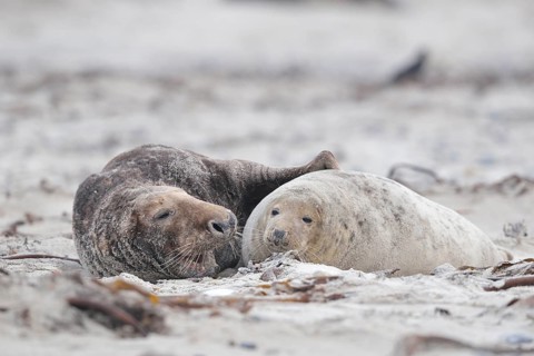 Grey seals (Halichoerus grypus) on the beach