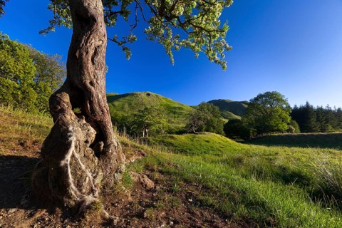 Highland landscape with trees and green hills