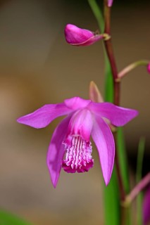 Bletilla