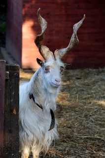 Girgentana goat