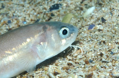 Roche's Snake Blenny (Ophidion rochei)