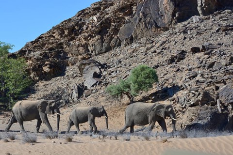 African elephants (Loxodonta africana)