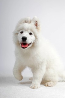 Samoyed