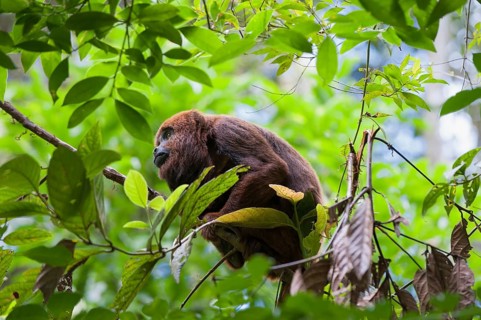 Southern Brown Howler (Alouatta guariba clamitans)
