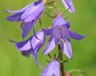 Creeping bellflower (Campanula rapunculoides)