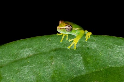 Young Orinoco Lime Tree Frog (Sphaenorhynchus lacteus) sitting on a leaf