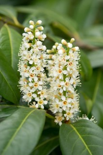 Cherry Laurel or Common Laurel (Prunus laurocerasus