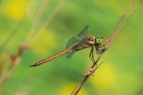 Green-eyed Hawker (Aeshna isoceles)