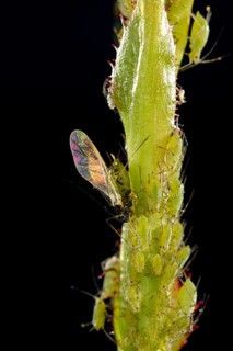 Colony of Large Rose Aphids (Macrosiphum rosae)