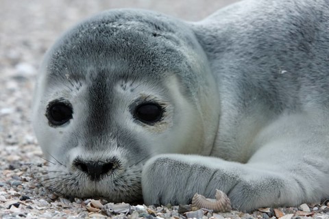 Harbour Seal (Phoca vitulina)
