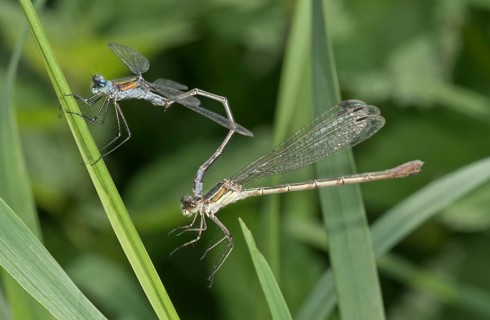 Emerald Damselflies (Lestes sponsa)
