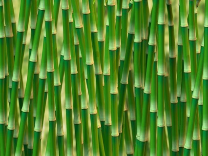 Green bamboo