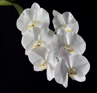 White Moth Orchid (Phalaenopsis)