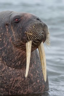 Walrus (Odobenus rosmarus)