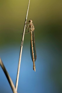 Common Winter Damselfly (Sympecma fusca)