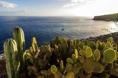 Bay with cacti at front