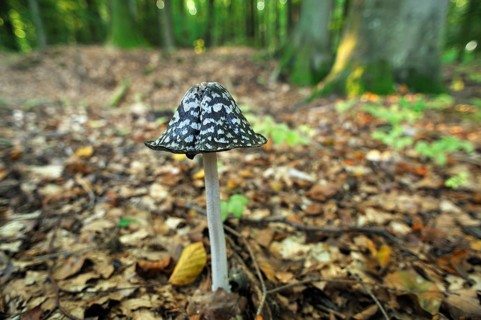 Magpie Inkcap or Magpie Fungus (Coprinus picaceus) growing in a beech forest