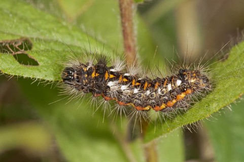Caterpillar of the Sweet Gale Moth(Acronicta euphorbiae) on a Downy Elecampane (Inula hirta)
