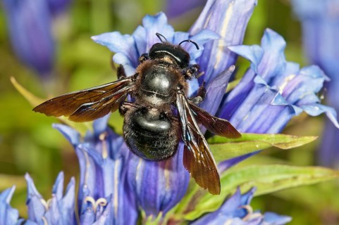 Violet Carpenter Bee or Indian Bhanvra (Xylocopa violacea) on a Willow Gentian (Gentiana asclepiadea)