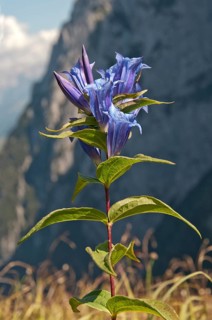 Willow Gentian (Gentiana asclepiadea)
