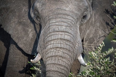 African elephant (Loxodonta africana) feeds on grass
