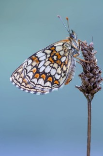 Knapweed fritillary (Melitaea phoebe) sits on plantain