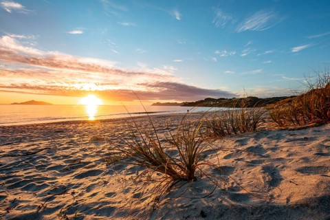 Grasses in the sand