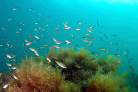 Shoal of Symphodus sp