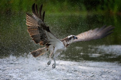 Osprey (Pandion haliaetus) taking flight after an unsuccessful hunt