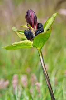 Purple gentian (Gentiana purpurea)
