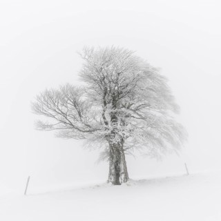 European Beech (Fagus sylvatica)