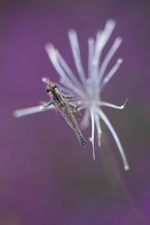 Robberfly (Machimus rusticus)