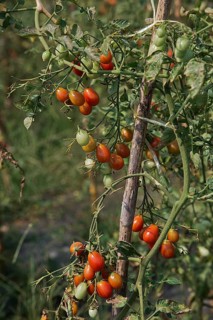 Tomato plantation