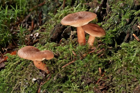 Bright Orange Milkcap (Lactarius aurantiofulvus)