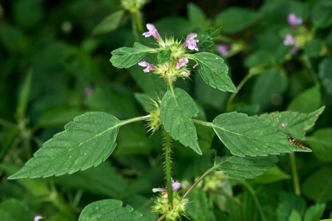Common Hemp-nettle (Galeopsis tetrahit)